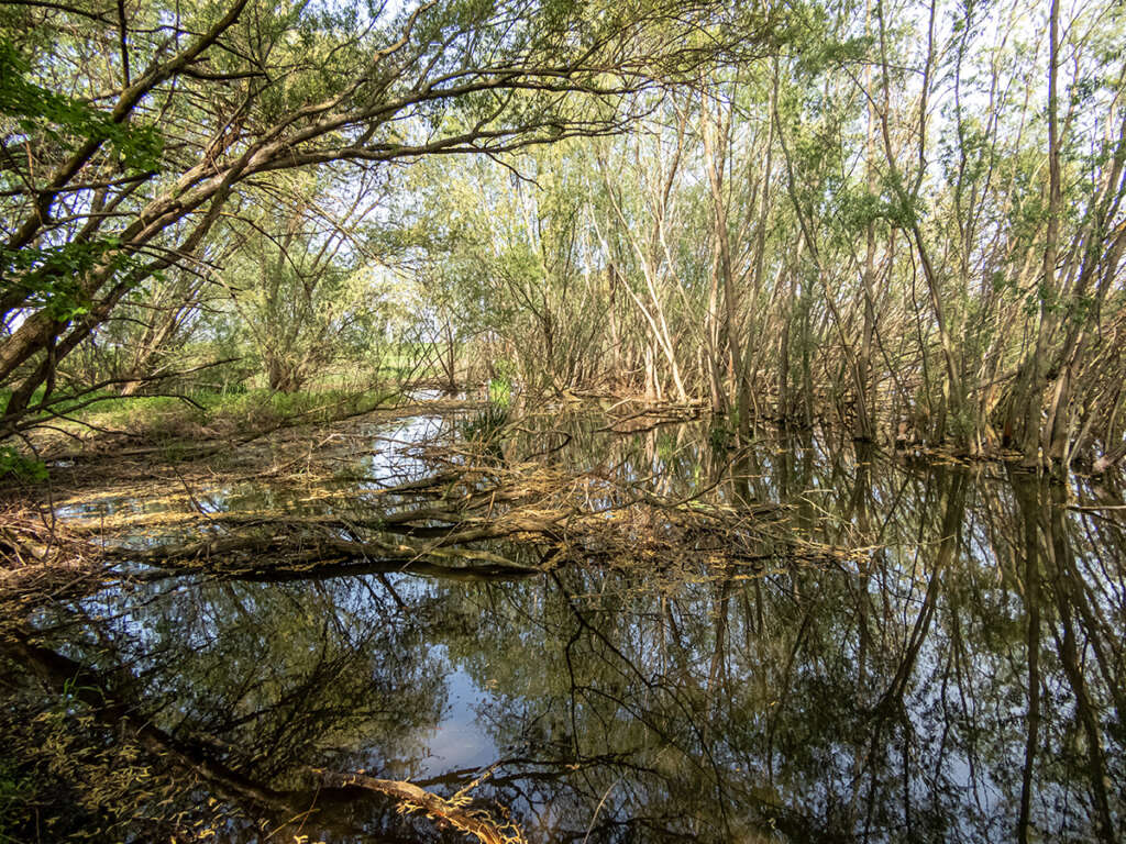 Everglades in Kromsdorf